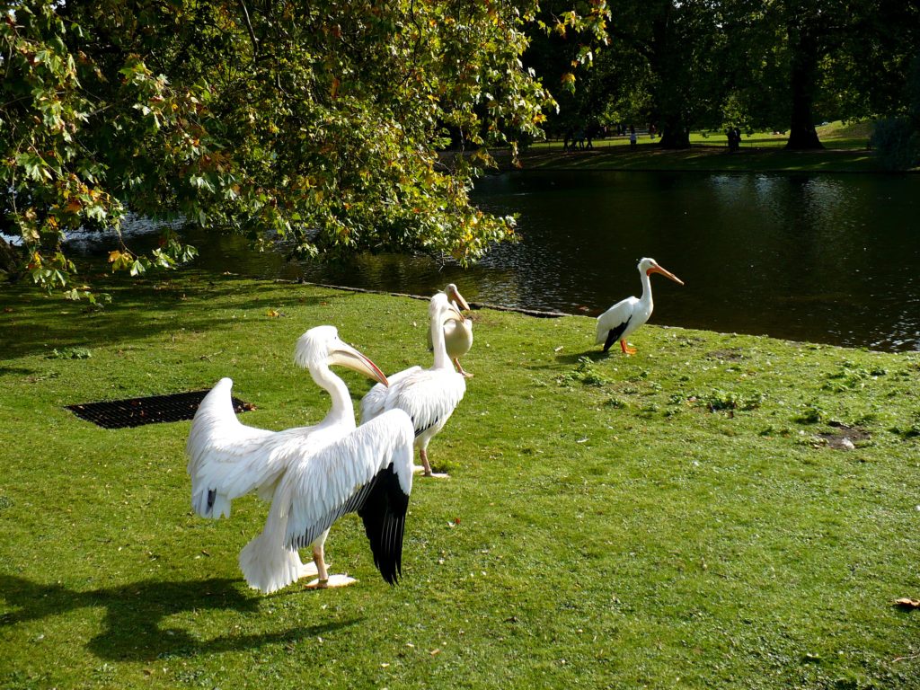 St. James Park, Londýn - Cestopis Severovýchodní Anglie