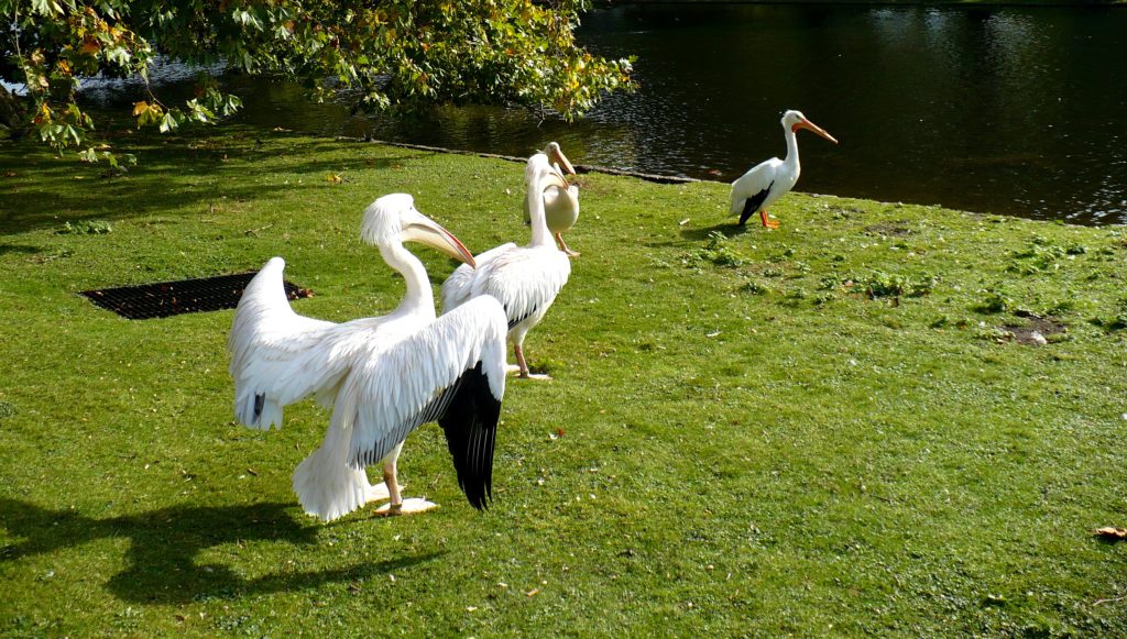 St. James Park, Londýn - Cestopis Severovýchodní Anglie