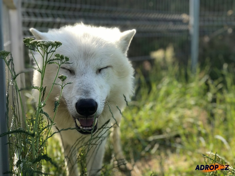 Vlk artický v zoo Tábor - Staňte se ošetřovatelem
