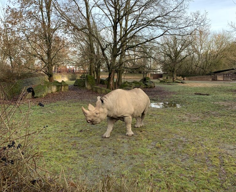 nosorožec v Zoo ve Dvoře Králové