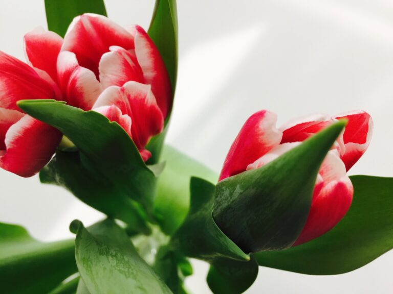 Floristkou na zkoušku Hradec Králové