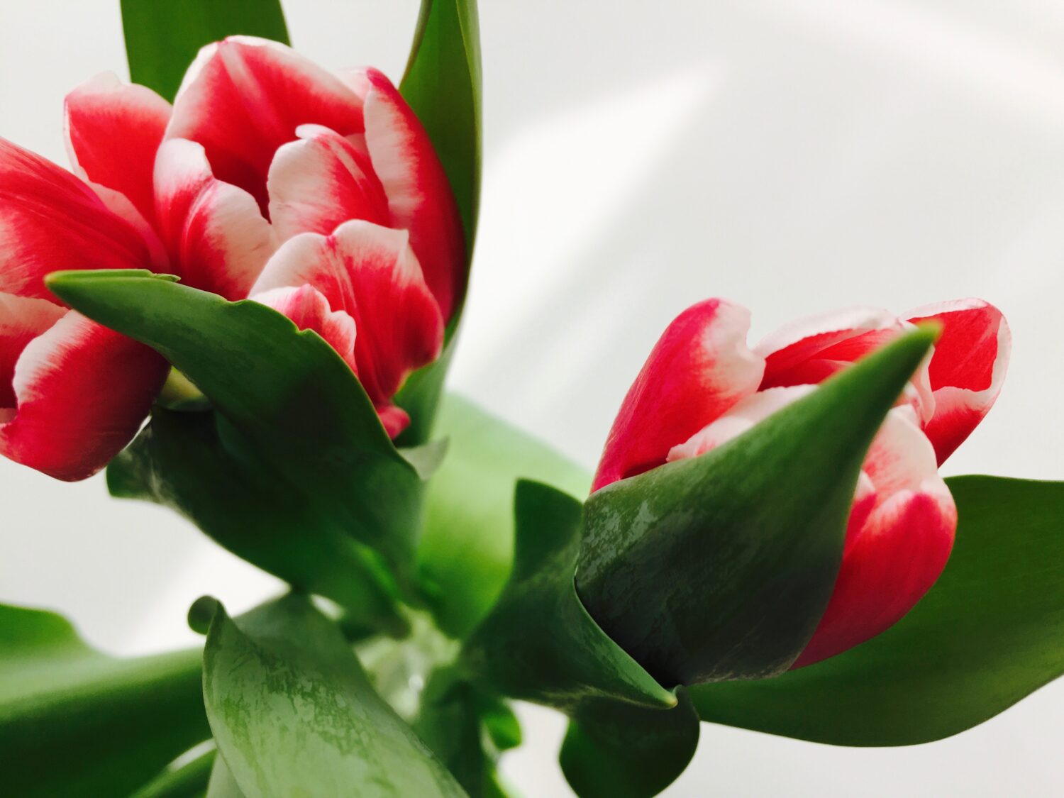 Floristkou na zkoušku Hradec Králové