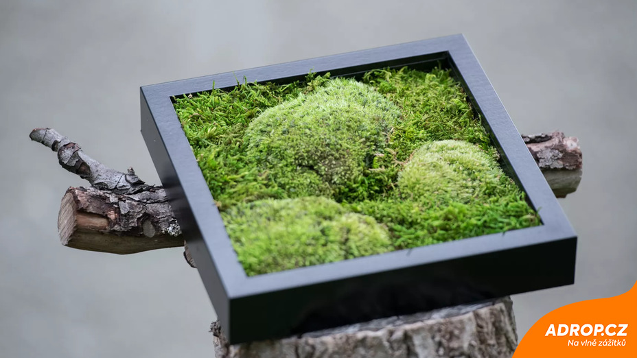 Kurz jak vyrobit mechový obraz v Praze